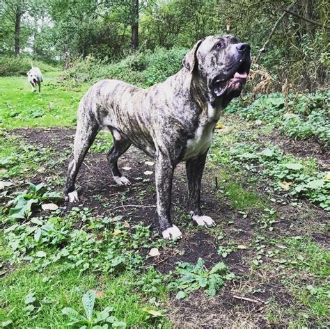 A big, solidly constructed, and muscle strain, the <b>Bully</b> <b>Kutta</b> may weigh around 170 lbs (some rare cases have reached 200 lbs, or 14 stones). . Bully kutta for sale uk